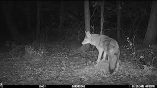 Creatures of the Night - trail cam videos