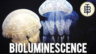 What is bioluminescence?Watch this.