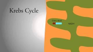 Krebs Cycle