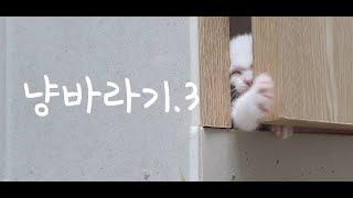 (냥바라기.3) 저기요. 스토커세요?? 나랑이의 냥바라기는 계속됩니다..kitten at play