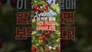 보리수 이 작은 열매, 알고 먹으면 보약입니다!
