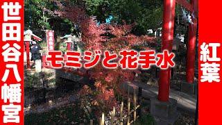 世田谷八幡宮今日追撮してきた！２０２４年１２月１４日紅葉の参考に　I saw it today! Setagaya Hachiman Shrine autumn leaves