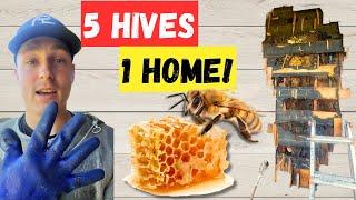 Removing 5 Bee Colonies From SOMEONE'S Home! | #bees #nature #honey