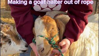 DIY Rope Goat Halter