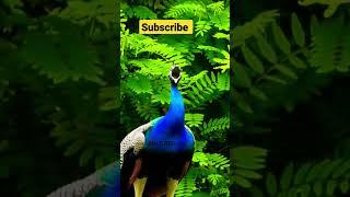 peacock sound video #peacock #birdsounds #shorts #viral #birds