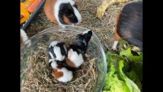 Baby Guinea Pig population explosion