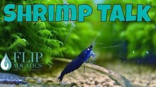 Freshwater Shrimp Talk - Answering Your Questions