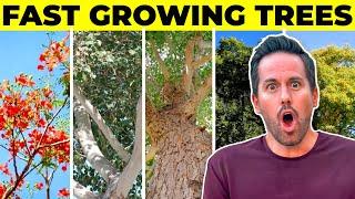 5 Amazing FAST Growing Trees For Warmer Climates