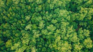 A Future with Forests