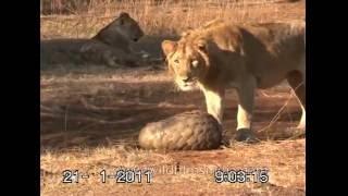 Fighting off a Lion by curling up in ones' Pangolin scales!