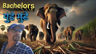 गुंडे मुंडे । Bachelor Group Of Wild Elephants। Bachelor Herd A Closer Look at Male Elephant Groups