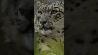 Big Cats  #wildnature  #nature  #animals   #wildlife  #shorts  #wildwildlife