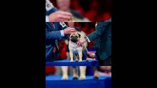 Vito the pug wins best in show at annual National Dog Show competition #gooddog #dogselfie