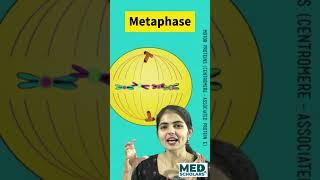 Mitosis in Minutes: For exam prep #pantnagarug #biology #neet #neetbiology #facts #studytips