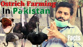 Ostrich Farming in Pakistan | Profit or Loss | Ostrich Egg Farm | Cattle Farms | Eid 2020 | TPP