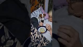 без Сони никуда#сонечка #jackrussel #джекрасселтерьер #dog #shorts