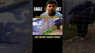 "Eagle’s Smart Hunt. !  #wildlifefacts #factshorts