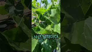 재능대학교 복지케어과 (옹달선생)주말농장 애호박