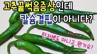 고추끝썩음증상인데 칼슘결핍이 아니다? 그럼 뭔가요?