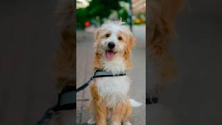 World's Most Photogenic Dog?! | #streetportraits #dogphotographer