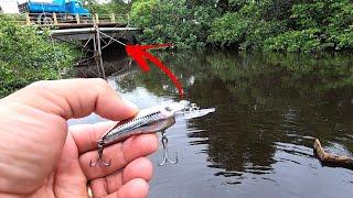 Não imaginava que Tinha TANTOS ROBALOS nesse pequeno Rio dentro da Cidade - Pescaria de Robalo