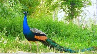 Peacock voice sound ~ amazing peafowl bird 4k dance