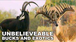 Leading The Way with Exotics AND Whitetails | Mossy Rock Whitetails