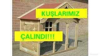 KUŞLARIMIZ ÇALINDI KÜMESİ TEKRAR TOPLUYORUZ!!!