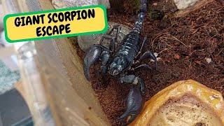 GIANT Scorpion Escape, Delivery Day Unboxing (Snake Island Exotics)