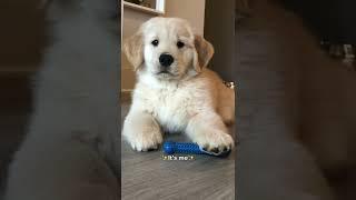 Hi  #dogs #shorts #dogmom #funnydogs #comedy #puppies #tiktok #reels #goldenretriever