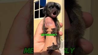 Woman finds abandoned baby monkey on road  #animallover #animals #animalhearted