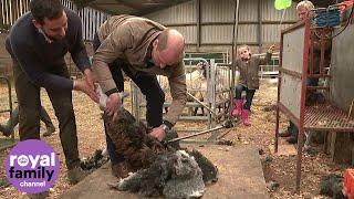 Duke and Duchess of Cambridge try sheep shearing