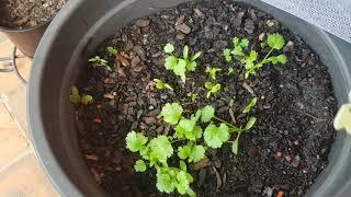 Grow your own Coriander/ Cilantro (Part 2 - Seedling Protection & Update on Part 1)