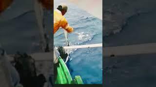 King Mackerel 6th Boat running Hooked-up #sea  #catch #satisfying #fishing #viralshort