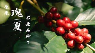 【无屿】原来瑰夏不是品种？丨刷新你对瑰夏咖啡的认识【