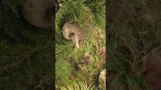 Chicks Sound | A duck and her cute chicks in a green grassy field