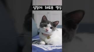 사나운 맹수의 사냥현장.. #야옹이 #개냥이 #고양이 #고양이일상 #cat #브리티시쇼트헤어 #고양이영상 #집사vlog #cute #ねこ #かわいい猫