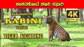 Tiger Sighting | Kakanakote Kabini Safari | Nagarahole Tiger Reserve | With English Subtitle