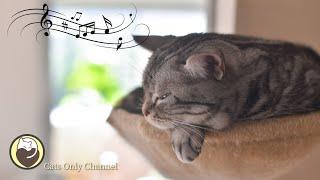 Music to Relax Cats - Deep Sleep Music, Calming Music, Anxiety Relief