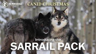 MEET THE SARRAIL PACK! Canid Christmas at Yamnuska Wolfdog Sanctuary