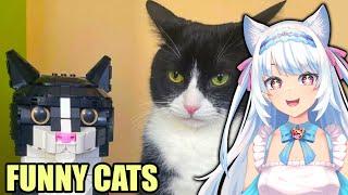 THEY'RE THE SAME! | Milky Mew reacts to Cat Memes