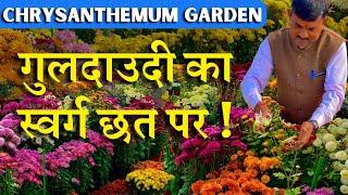 गुलदाउदी का स्वर्ग छत पर ! || Chrysanthemum Garden 2023 || Ramvilas Ji ka Bageecha