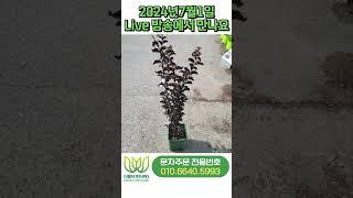 배롱나무 백일홍 4종 각 2만원 판매 매주 월요일 오전11시 유튜브 라이브 방송에서 만나요 #더블유농원 #백일홍 #가드닝