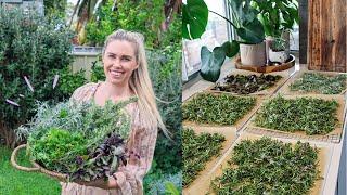 PRESERVING Herbs from Garden // Sustainable Living on an Urban Homestead // Dried Herbs