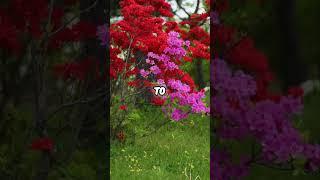 Unlocking Your Desires:  The Path to Manifestation - Abraham Hicks