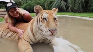 MEET MY SWEET 300LB TIGER!!