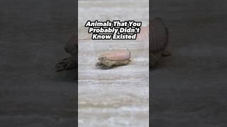 Animals That you Probably Didn't Know Existed#shorts