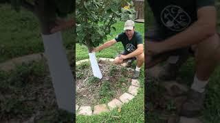 How much water does a fruit tree need?