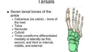 RADS.130   Anatomy of the Foot and Ankle