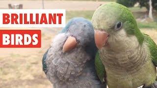 Brilliant Birds | Funny Bird Video Compilation 2017